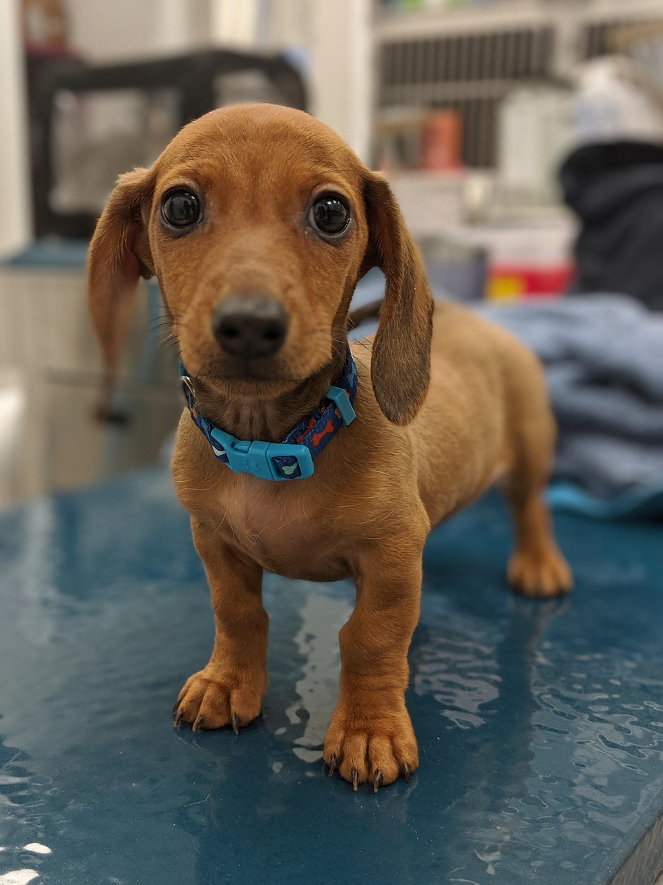 Filhote de cachorro em clínica veterinária, fidelização de clientes de pet shop